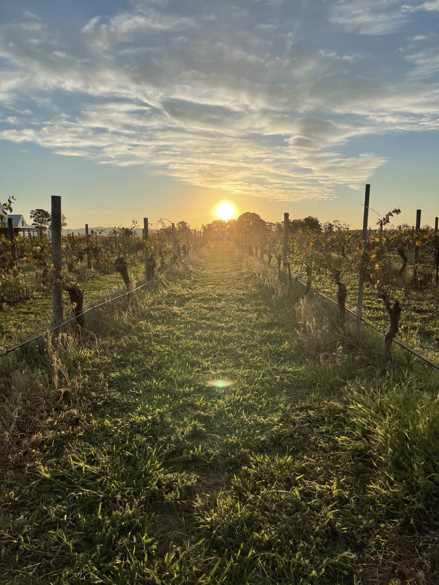 Sunset over a vineyard with rows of grapevines stretching into the distance, under a partly cloudy sky.